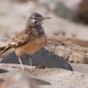 Skrivan dudkovity - Alaemon alaudipes - Greater Hoopoe-Lark o1530